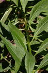 Cardinal flower